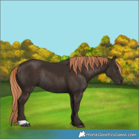 Horse Color:Liver Chestnut Rabicano 
