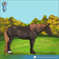 Horse Color:Liver Chestnut Rabicano 