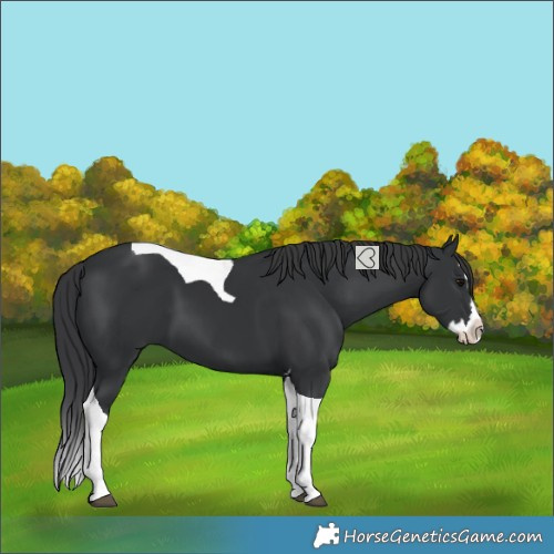 Horse Color:Black Splash Tobiano 