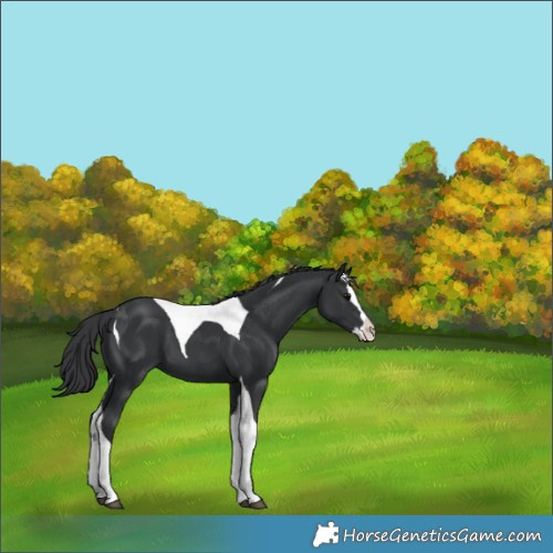 Horse Color:Black Splash Tobiano 