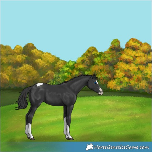 Horse Color:Black Splash Tobiano 