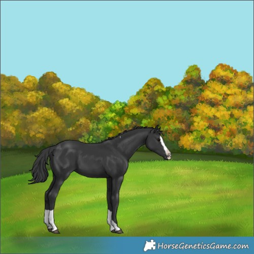 Horse Color:Black Splash Tobiano 