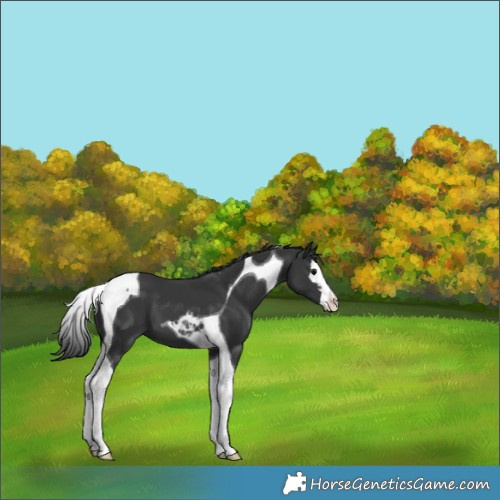 Horse Color:Black Splash Tobiano 