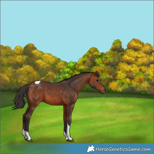 Horse Color:Bay Tobiano 