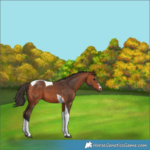 Horse Color:Bay Tobiano 