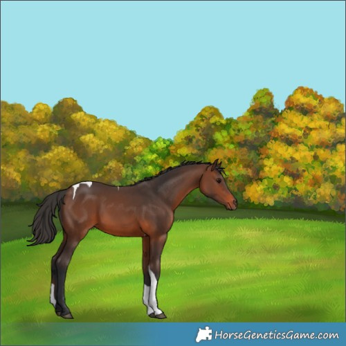 Horse Color:Brown Tobiano 