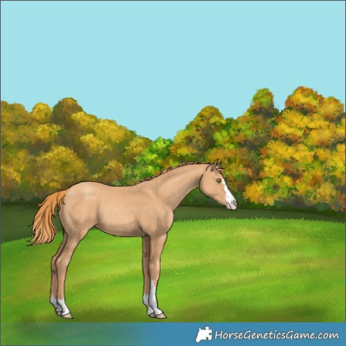 Horse Color:Gold Champagne Rabicano 