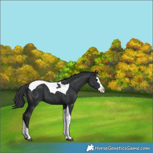 Horse Color:Black Splash Tobiano 
