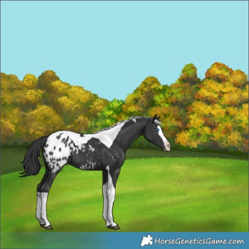 Horse Color:Black Splash Tobiano Blanket 