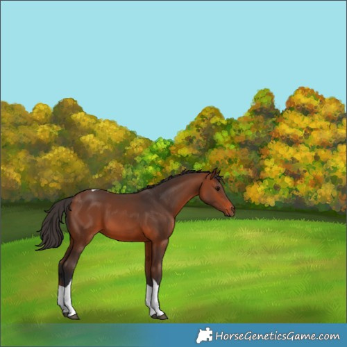 Horse Color:Bay Tobiano 