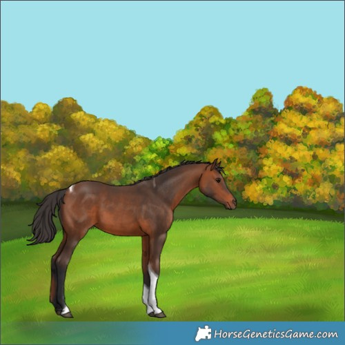 Horse Color:Bay Tobiano 