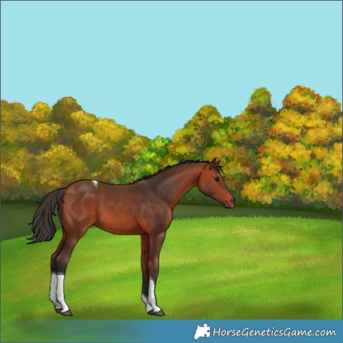 Horse Color:Bay Tobiano 