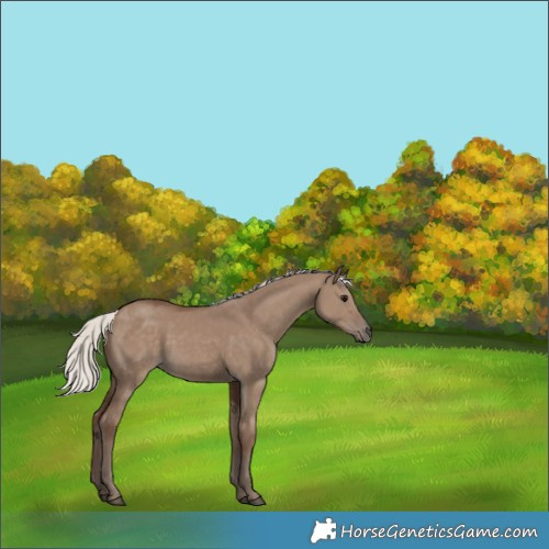 Horse Color:Silver Grullo 
