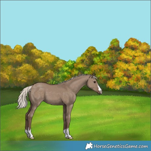 Horse Color:Silver Grullo 