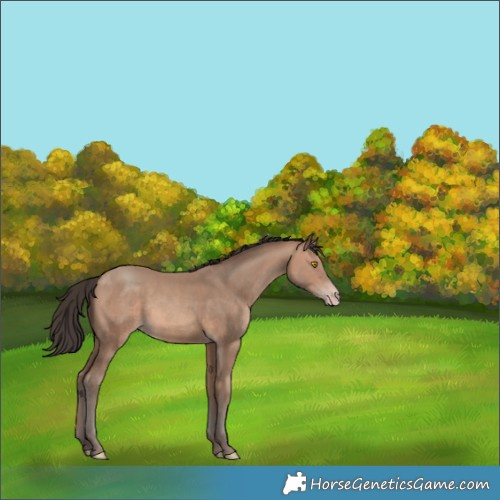 Horse Color:Sable Champagne Rabicano 