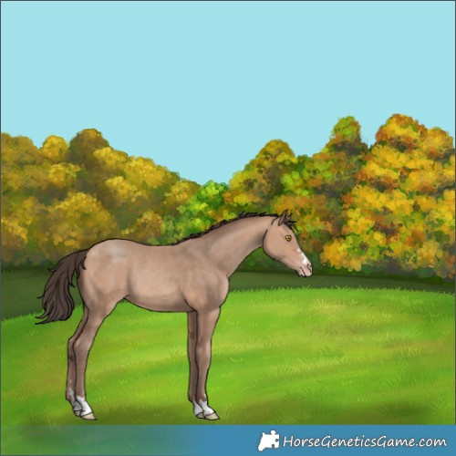 Horse Color:Amber Champagne Rabicano 