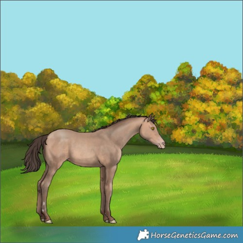 Horse Color:Amber Champagne Rabicano 