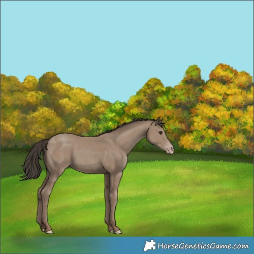 Horse Color:Classic Champagne Rabicano 