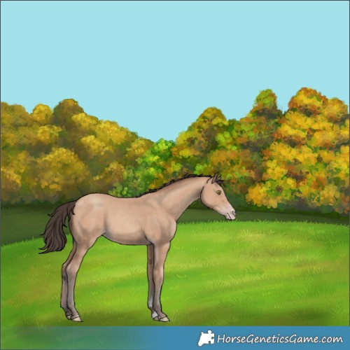 Horse Color:Amber Champagne Rabicano 