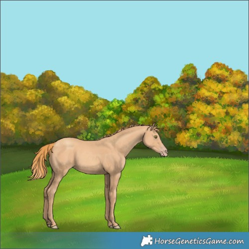 Horse Color:Gold Champagne Rabicano 