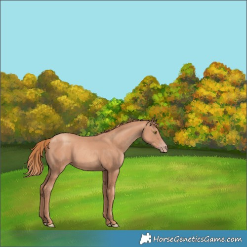 Horse Color:Gold Champagne Rabicano 