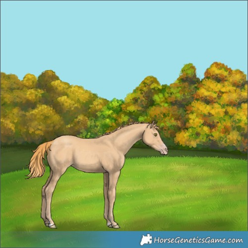Horse Color:Gold Champagne Rabicano 