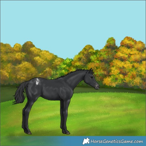 Horse Color:Black Varnish Rabicano 