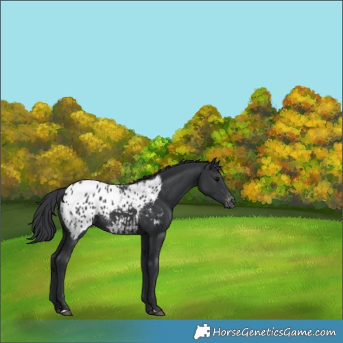 Horse Color:Black Blanket Rabicano 