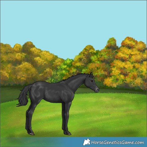 Horse Color:Black Varnish Rabicano 