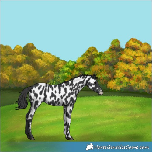 Horse Color:Black Near Leopard Rabicano 