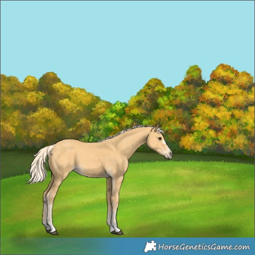 Horse Color:Palomino 