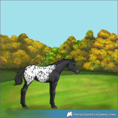 Horse Color:Black Blanket Rabicano 