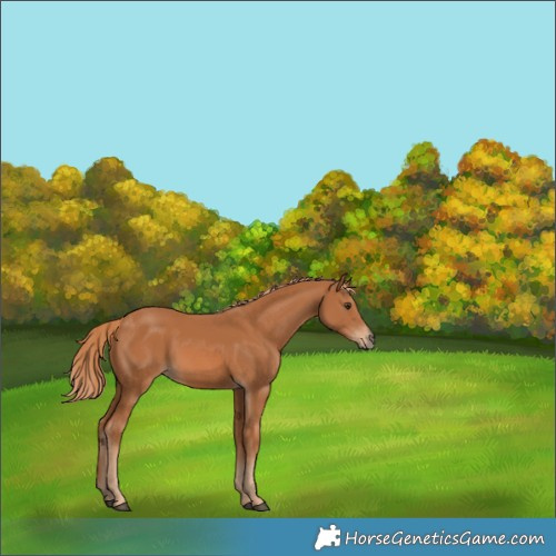 Horse Color:Chestnut 