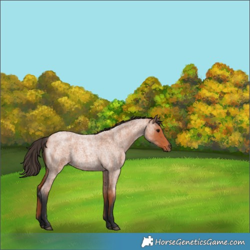 Horse Color:Bay Roan 