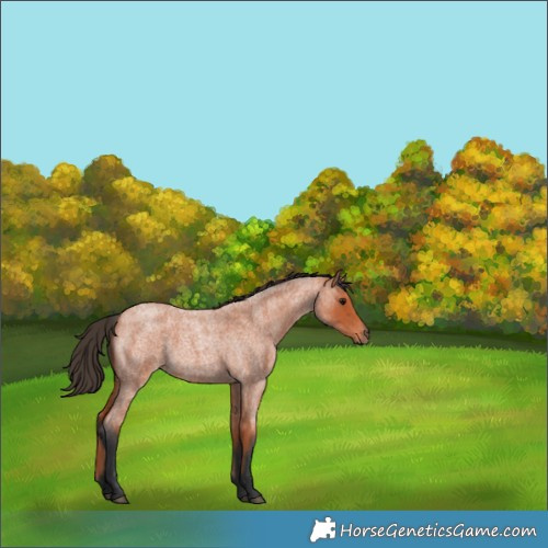 Horse Color:Bay Roan 