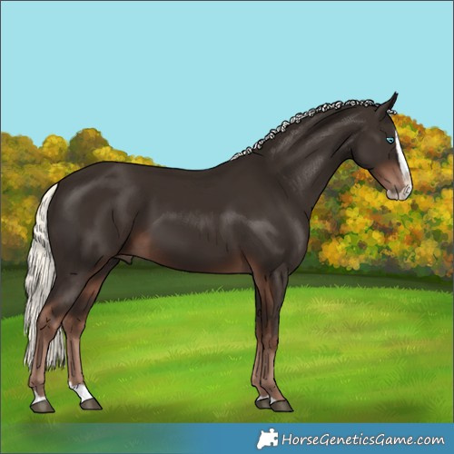 Horse Color:Liver Chestnut Mushroom Splash 