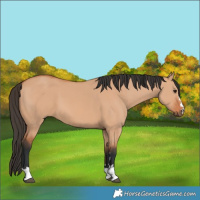 Horse Color:Bay Dun 