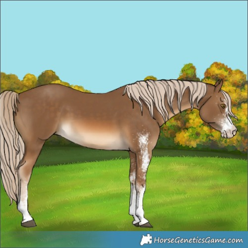 Horse Color:White Spotted Chocolate Palomino 