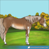 Horse Color:White Spotted Chocolate Palomino
