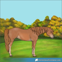 Horse Color:Chestnut 