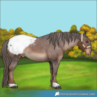 Horse Color:Liver Chestnut Snowcap