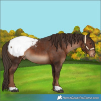 Horse Color:Liver Chestnut Appaloosa 