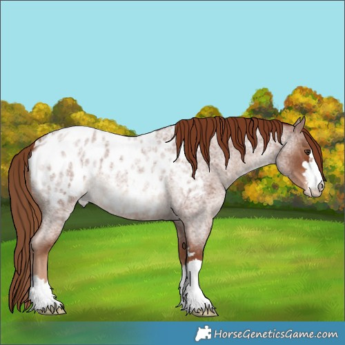Horse Color:Red Roan Appaloosa