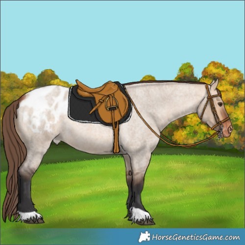 Horse Color:Bay Roan Dun Blanket 
