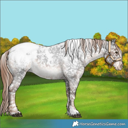 Horse Color:White Spotted Liver Red Roan Appaloosa 