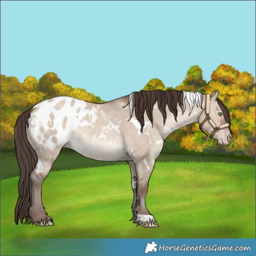 Horse Color:White Spotted Sable Champagne Dun Appaloosa 