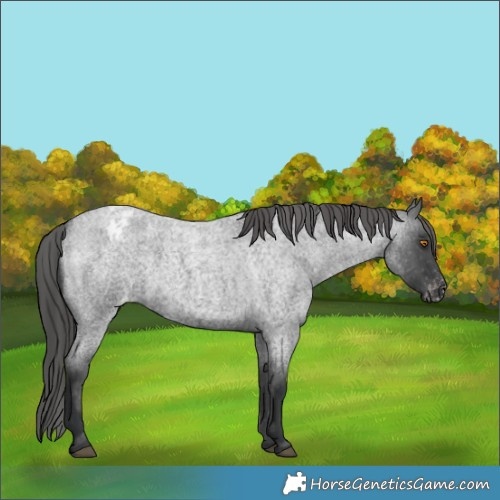 Horse Color:Blue Roan Appaloosa 