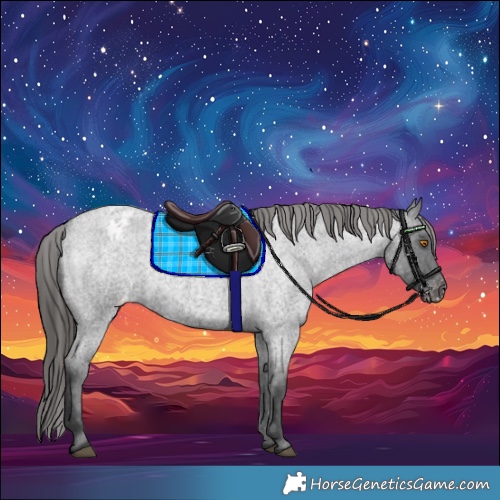 Horse Color:Blue Roan Appaloosa 