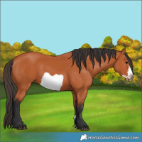 Horse Color:Unknown 