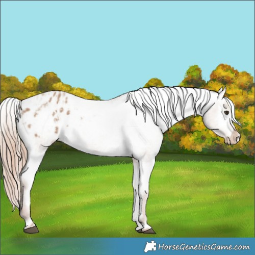 Horse Color:Red Dun Varnish and Red Dun Varnish